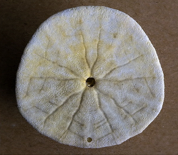 sand dollar test oral view
