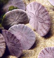 sand dollars