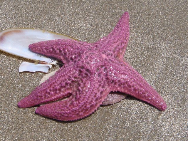pink star fish eating a sand dollar